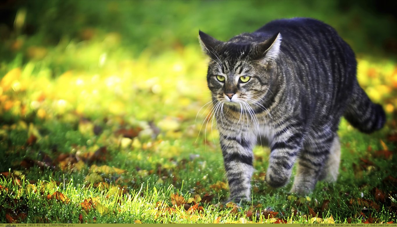 Walk On The Grass Wallpaper 1366X768 (in Cats and Kitten Wallpapers 1366x768)