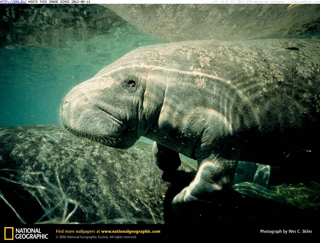 West Indian Manatee (in National Geographic Photo Of The Day 2001-2009)