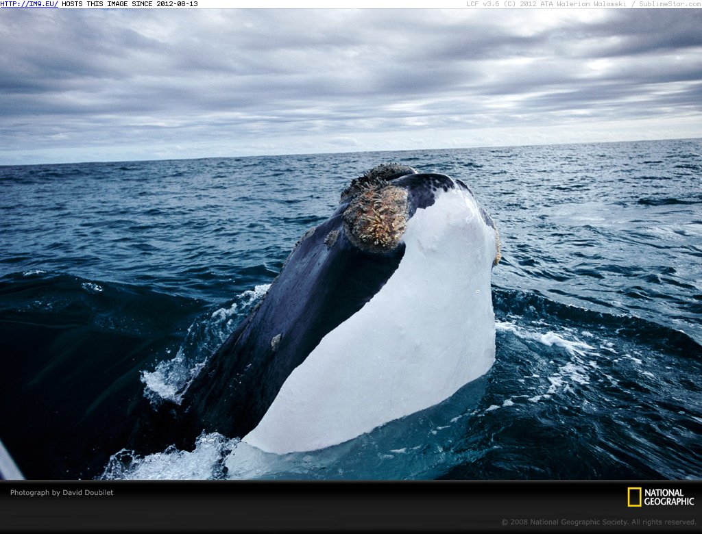 Whale Peek Doubilet (in National Geographic Photo Of The Day 2001-2009)