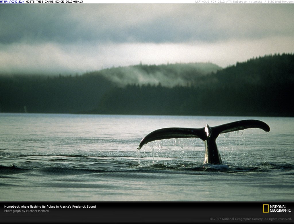 Whale Tail Frederick Sound (in National Geographic Photo Of The Day 2001-2009)