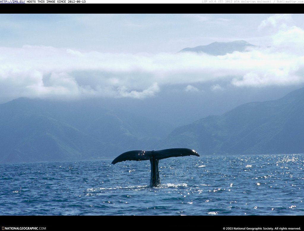 Whale Tail (in National Geographic Photo Of The Day 2001-2009)