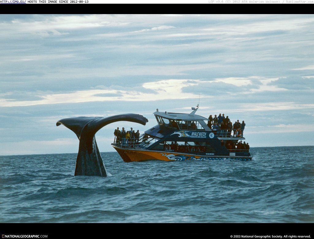 Whale Watching Tour (in National Geographic Photo Of The Day 2001-2009)