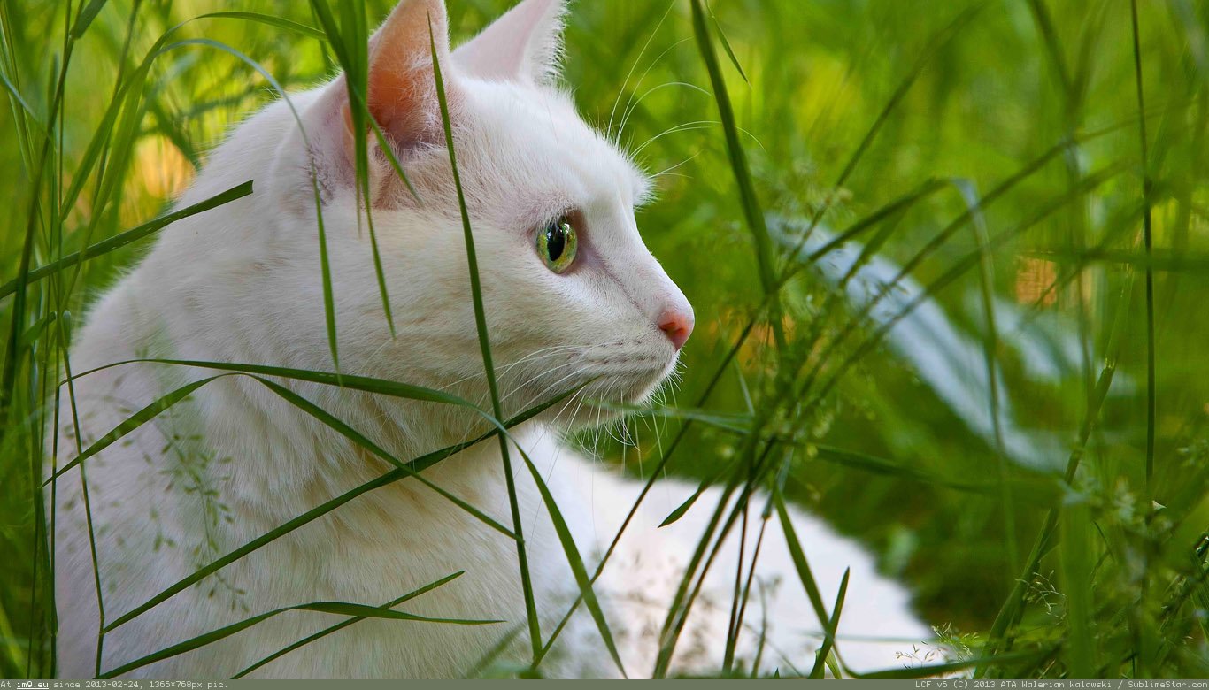 White Cat Wallpaper 1366X768 (in Cats and Kitten Wallpapers 1366x768)