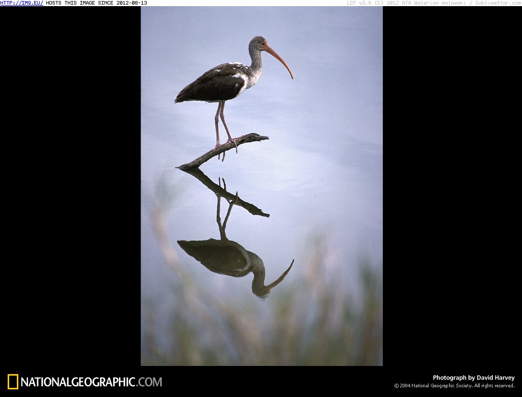 White Ibis (in National Geographic Photo Of The Day 2001-2009)
