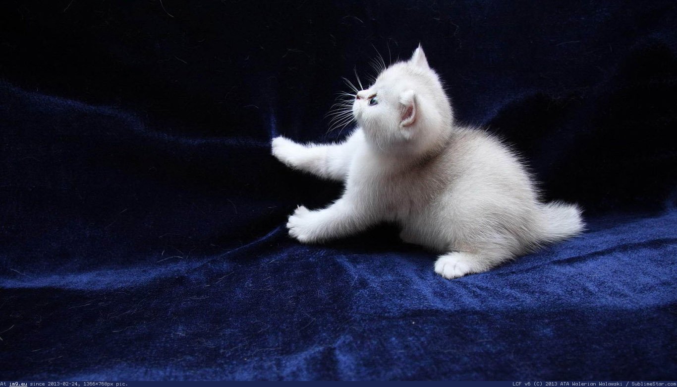 White Kitten Wallpaper 1366X768 (in Cats and Kitten Wallpapers 1366x768)