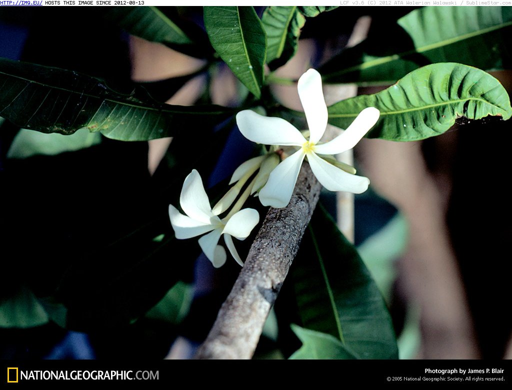 White Orchid (in National Geographic Photo Of The Day 2001-2009)