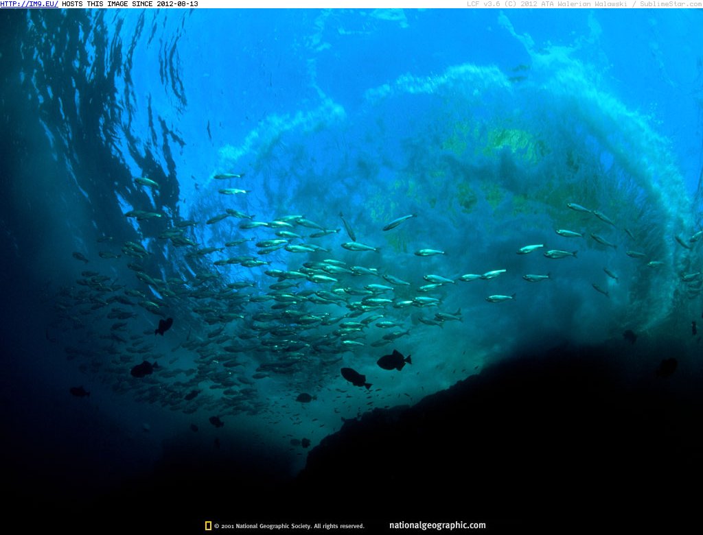 White Salema Feeding (in National Geographic Photo Of The Day 2001-2009)