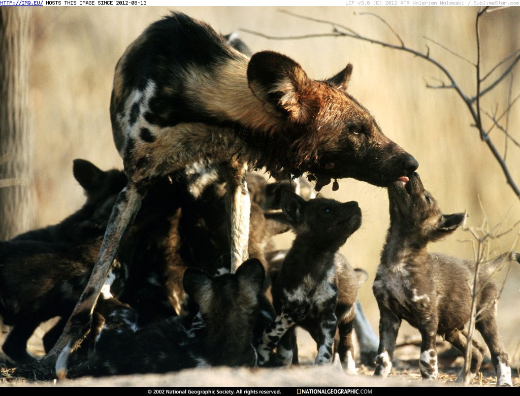 Wild Dog Feast (in National Geographic Photo Of The Day 2001-2009)