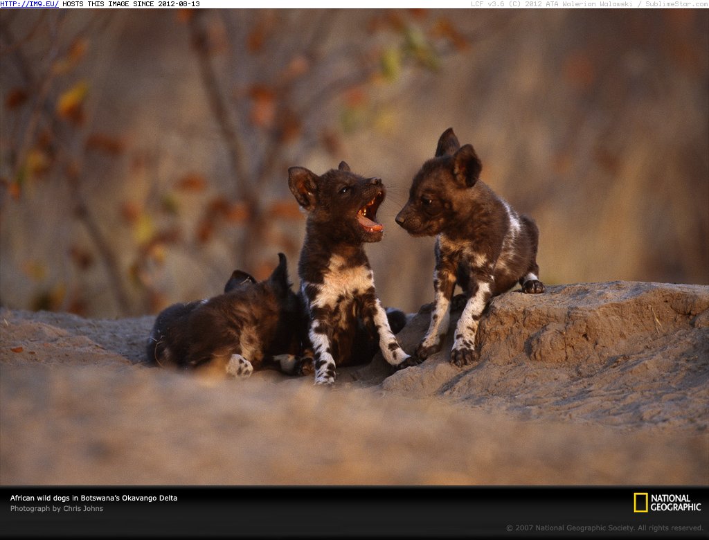 Wild Dog Pups Botswana (in National Geographic Photo Of The Day 2001-2009)