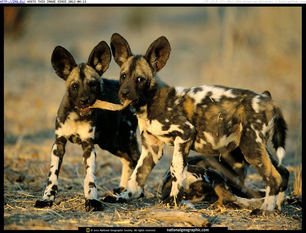 Wild Dog Pups (in National Geographic Photo Of The Day 2001-2009)