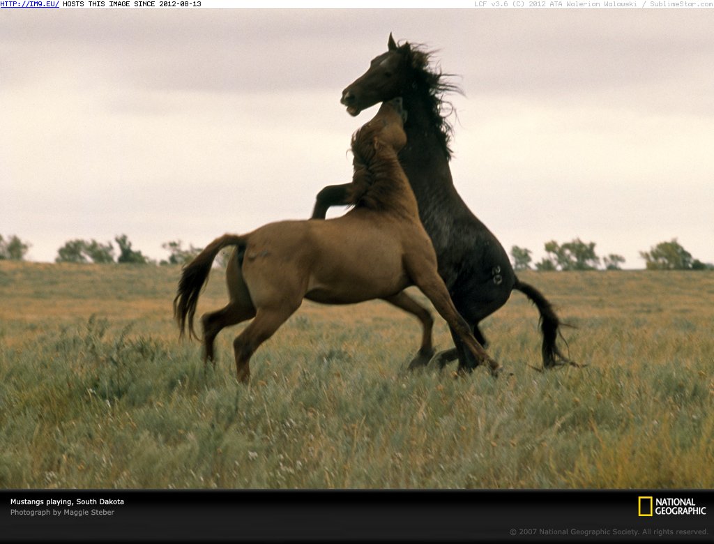 Wild Mustangs South Dakota (in National Geographic Photo Of The Day 2001-2009)