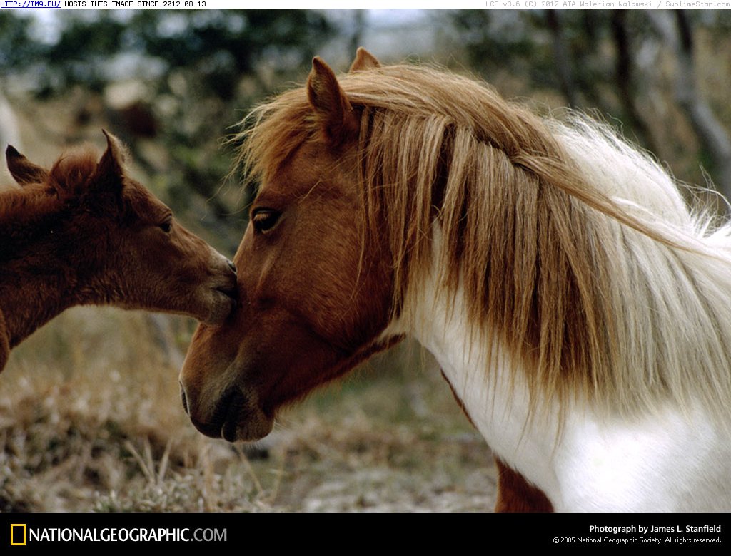 Wild Ponies (in National Geographic Photo Of The Day 2001-2009)