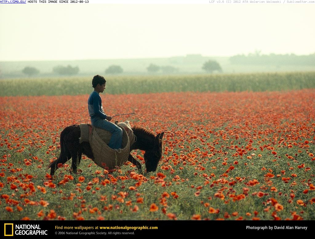 Wild Poppy Field (in National Geographic Photo Of The Day 2001-2009)