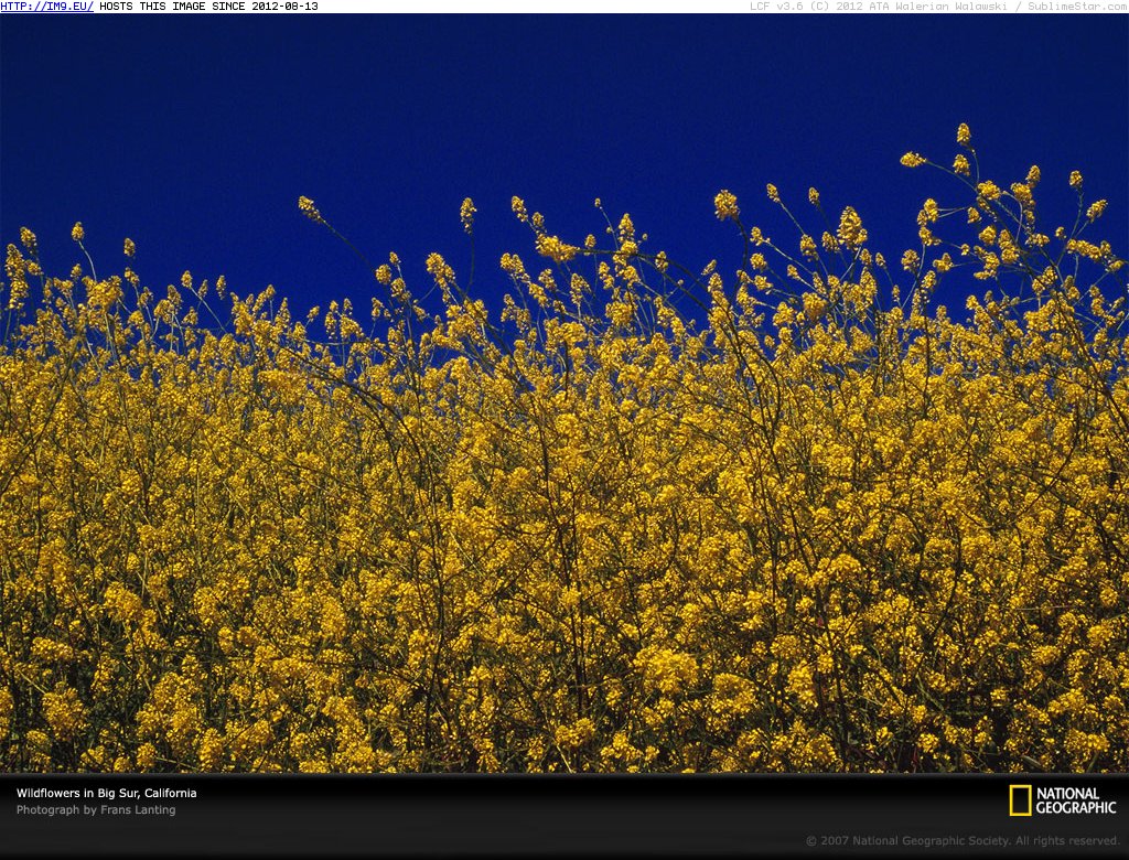 Wildflowers Sky California (in National Geographic Photo Of The Day 2001-2009)