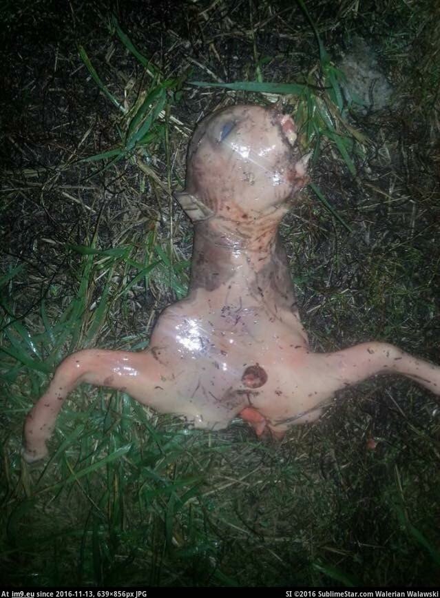 [Wtf] Friend found this outside her house. Wtf indeed... (in My r/WTF favs)