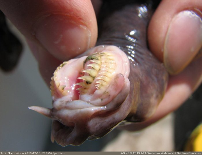 Pic Wtf Hagfish Mouth 45125B My R WTF Favs