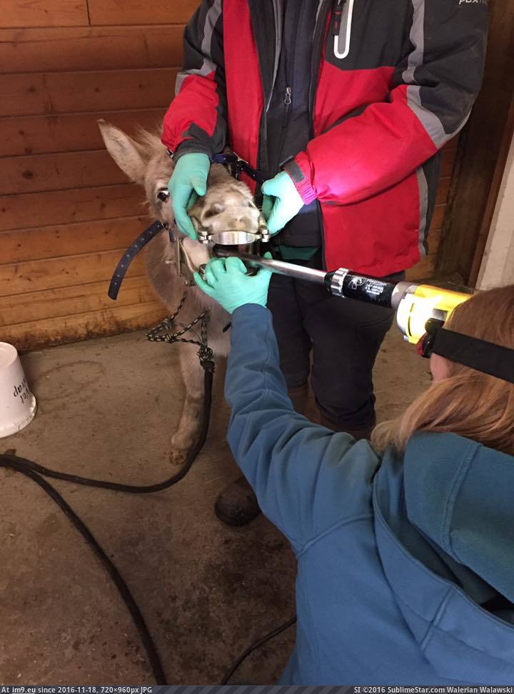 [Wtf] Mini-donkey dentistry looks terrifying (in My r/WTF favs)