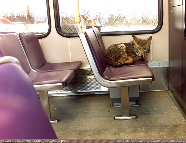[Wtf] When using public transportation don't take the seat next to the coyote. (in My r/WTF favs)