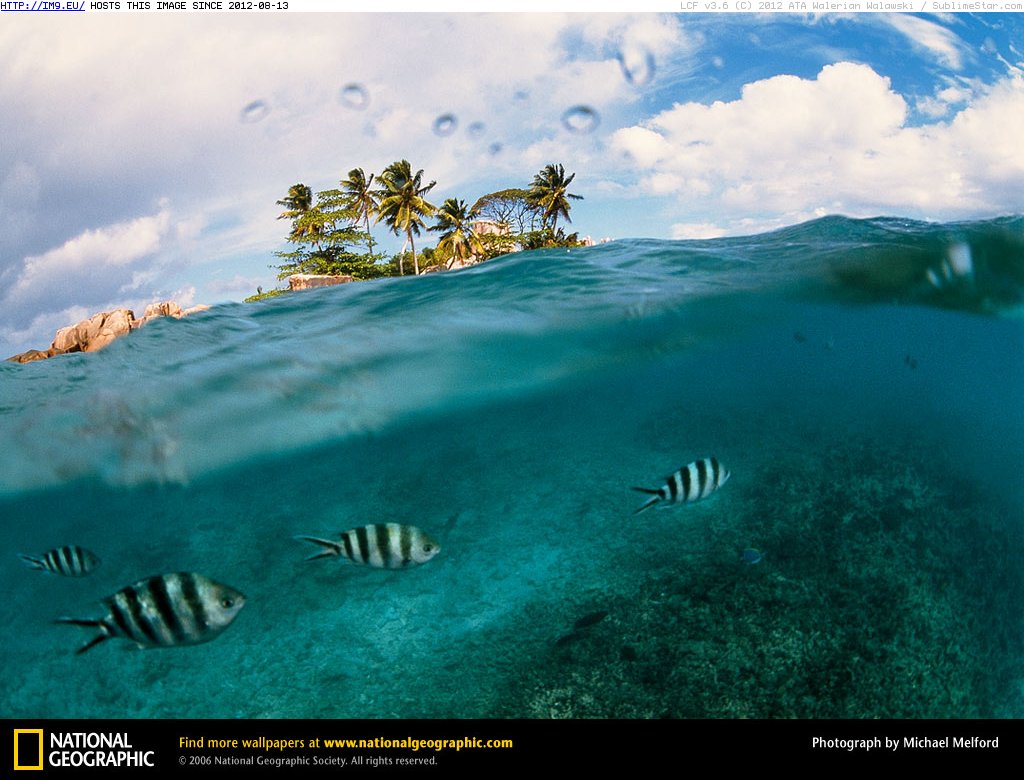 Zebrafish (in National Geographic Photo Of The Day 2001-2009)