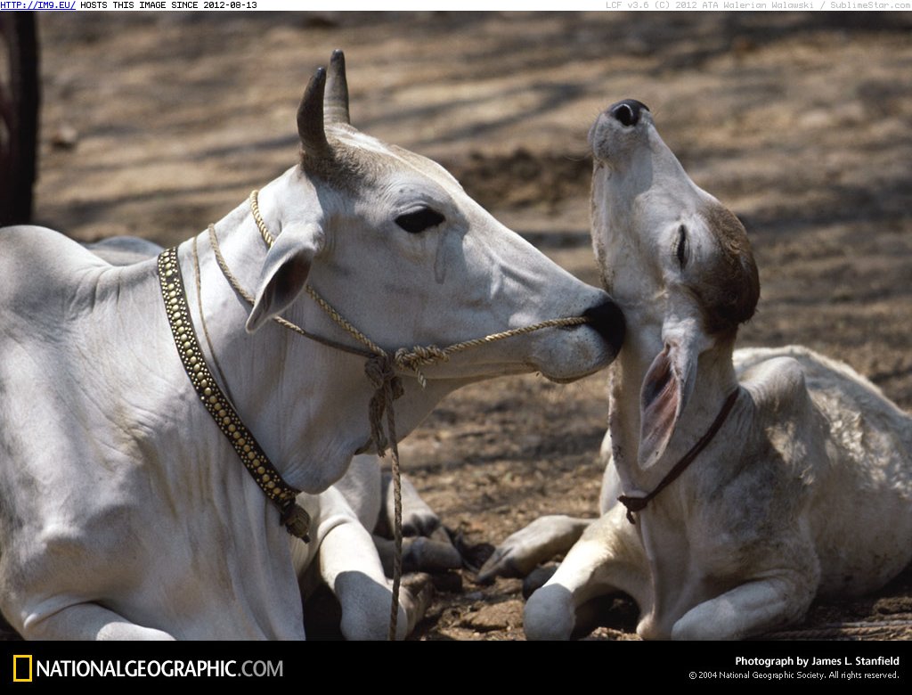 Zebu Oxen (in National Geographic Photo Of The Day 2001-2009)