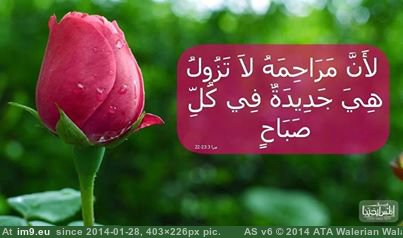 #Image 1508618_705390716168299_2042307089_n Pic. (Obraz z album wadie 0))