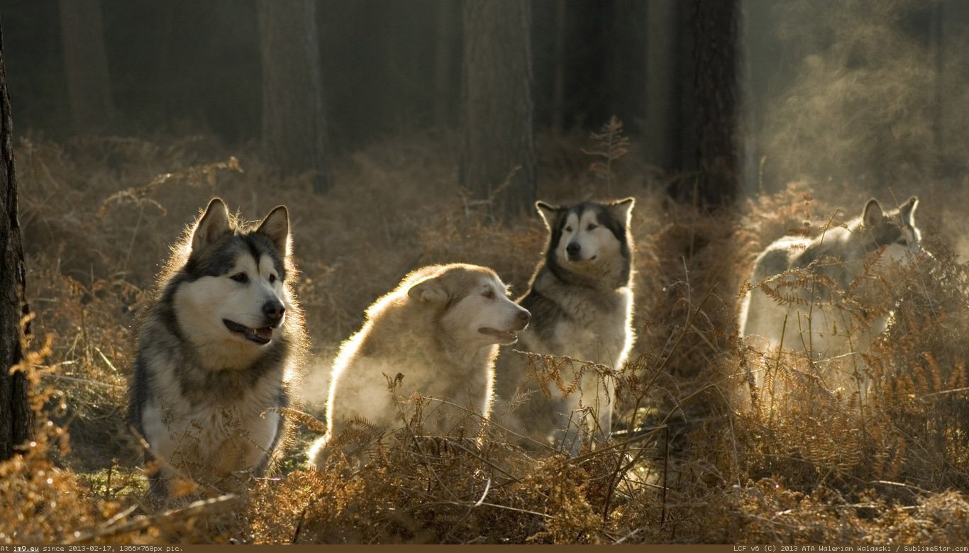 A Pack Of Wolves Wallpaper 1366X768 (in Animals Wallpapers 1366x768)