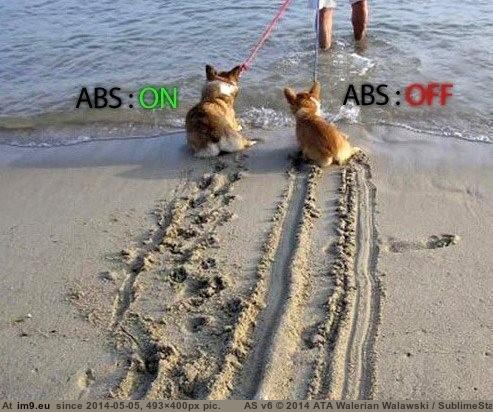 #Funny #Abs #Dogs ABS: ON vs ABS: OFF (funny dogs pic) Pic. (Image of album Rehost))