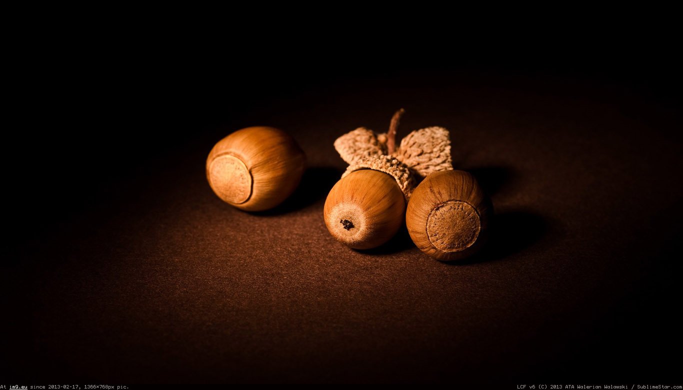 Acorn Wallpaper 1366X768 (in Food and Drinks Wallpapers 1366x768)