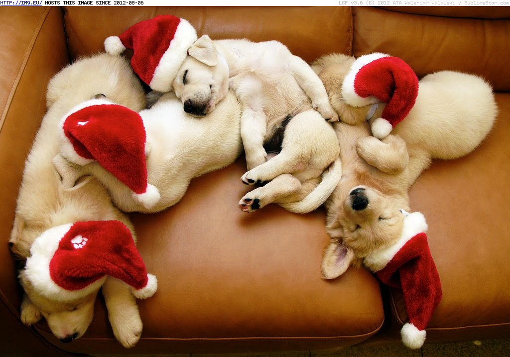 Adorable Christmas Puppies (in Cute Puppies)