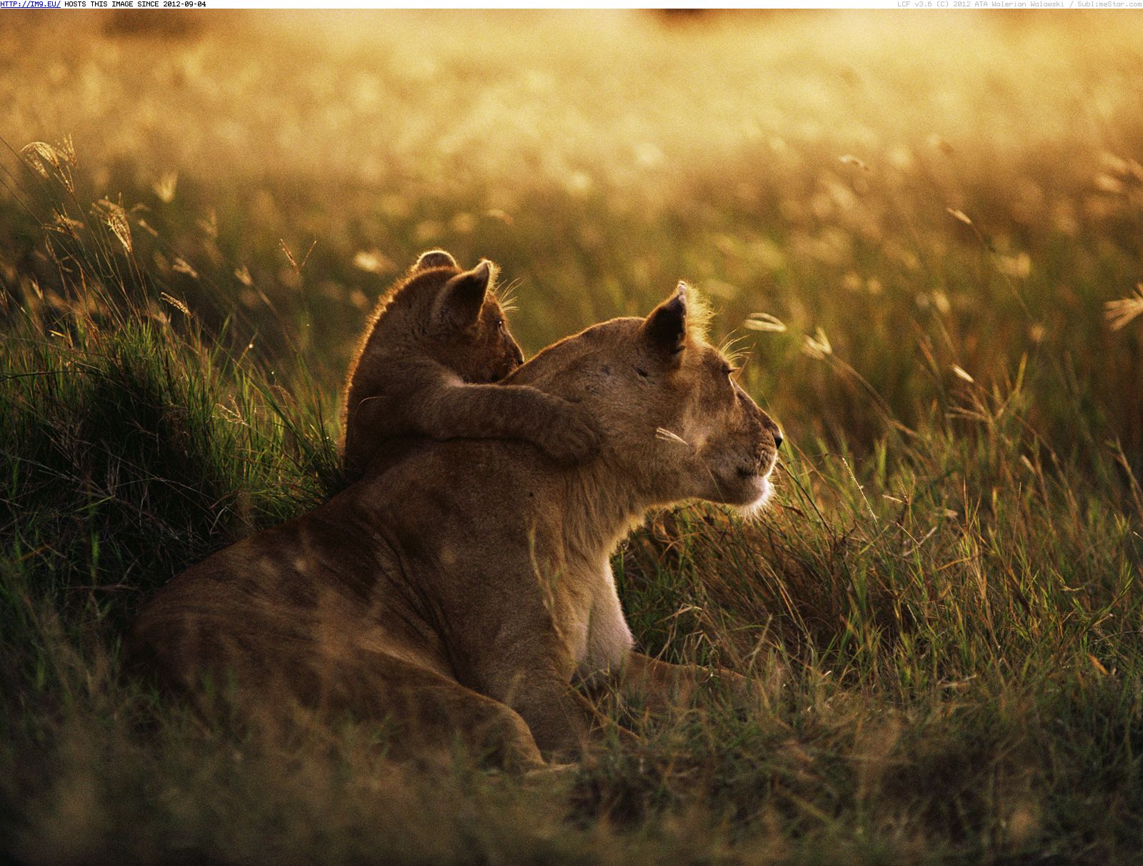 African Lion Mother and Cub at Dawn, Serengeti National Park, Tanzania (in Beautiful photos and wallpapers)