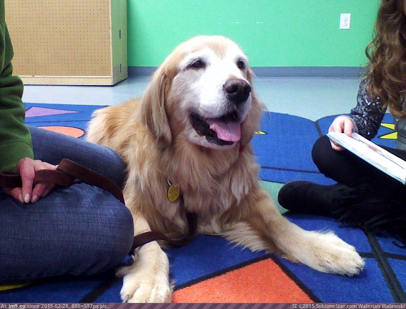 [Aww] 'Angie is a therapy dog who comes into the library and lets kids read to her so that kids who are struggling with reading  (in My r/AWW favs)