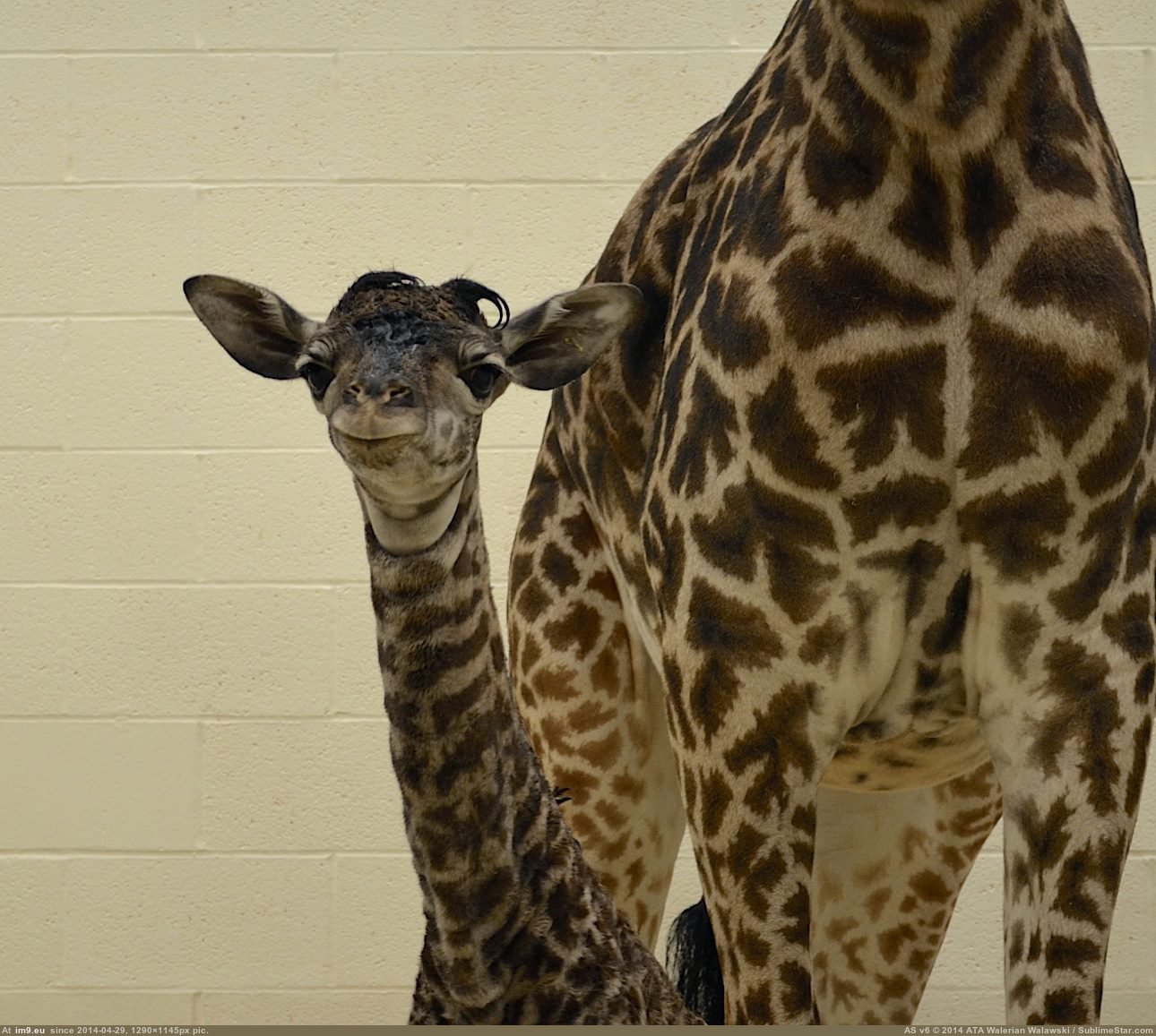 Как рожают жирафы. Рождение жирафа. Жираф рождается. Жираф рожает. Жирафа рожает.