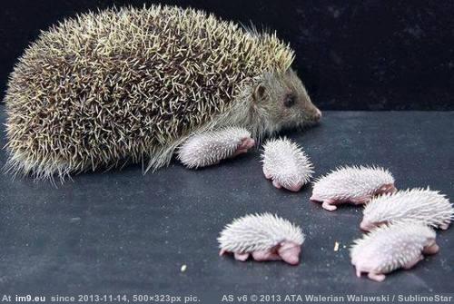 [Aww] Baby Hedgehogs and their mother (in My r/AWW favs)
