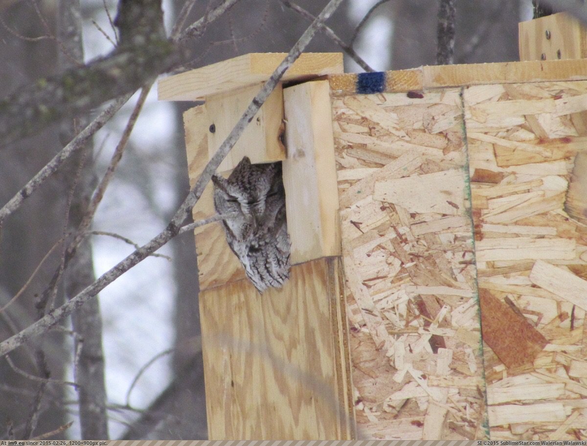 [Aww] Built an owl house last fall and look what showed up today. (in My r/AWW favs)