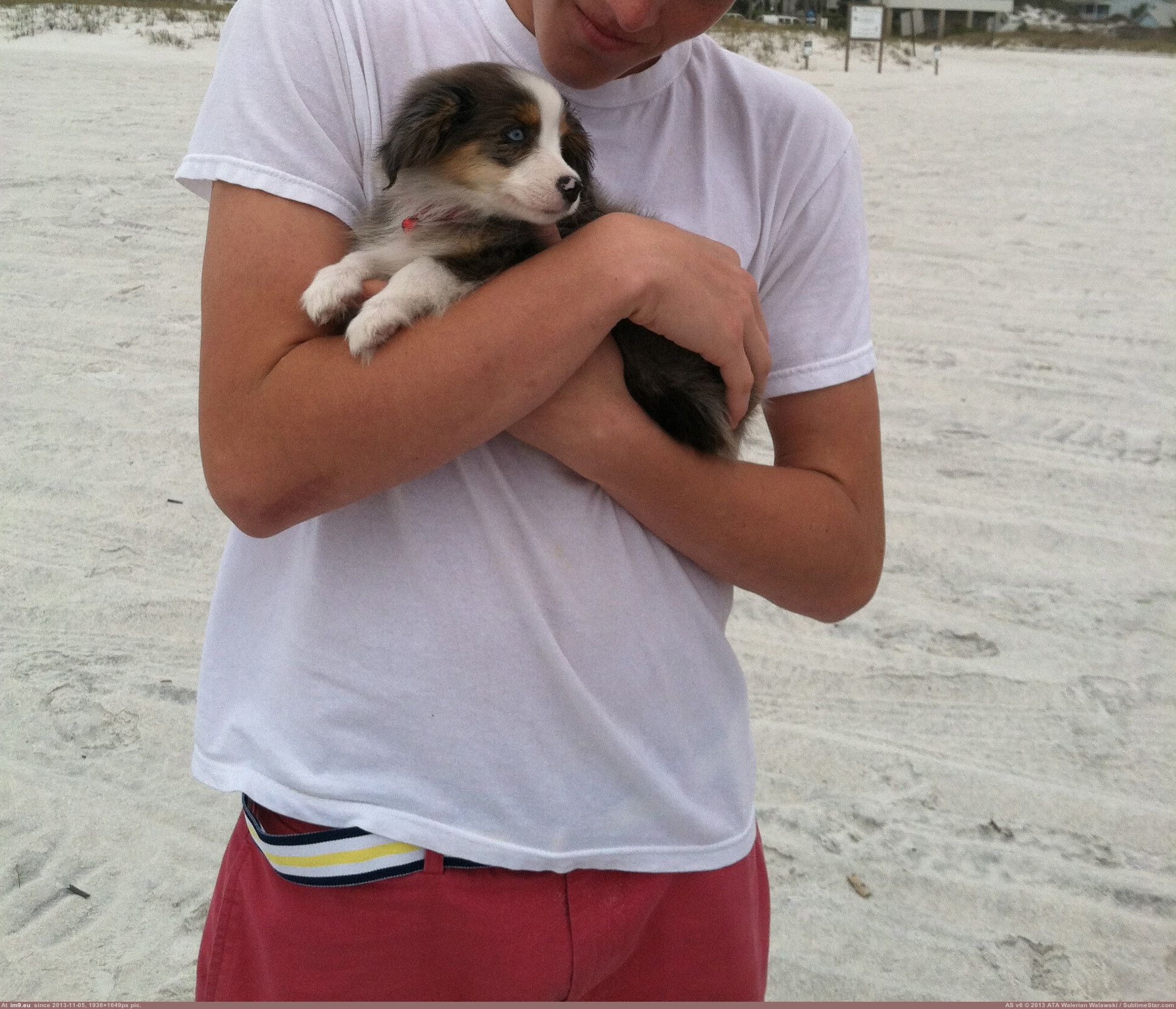 [Aww] Found this 'lil guy on the beach (in My r/AWW favs)