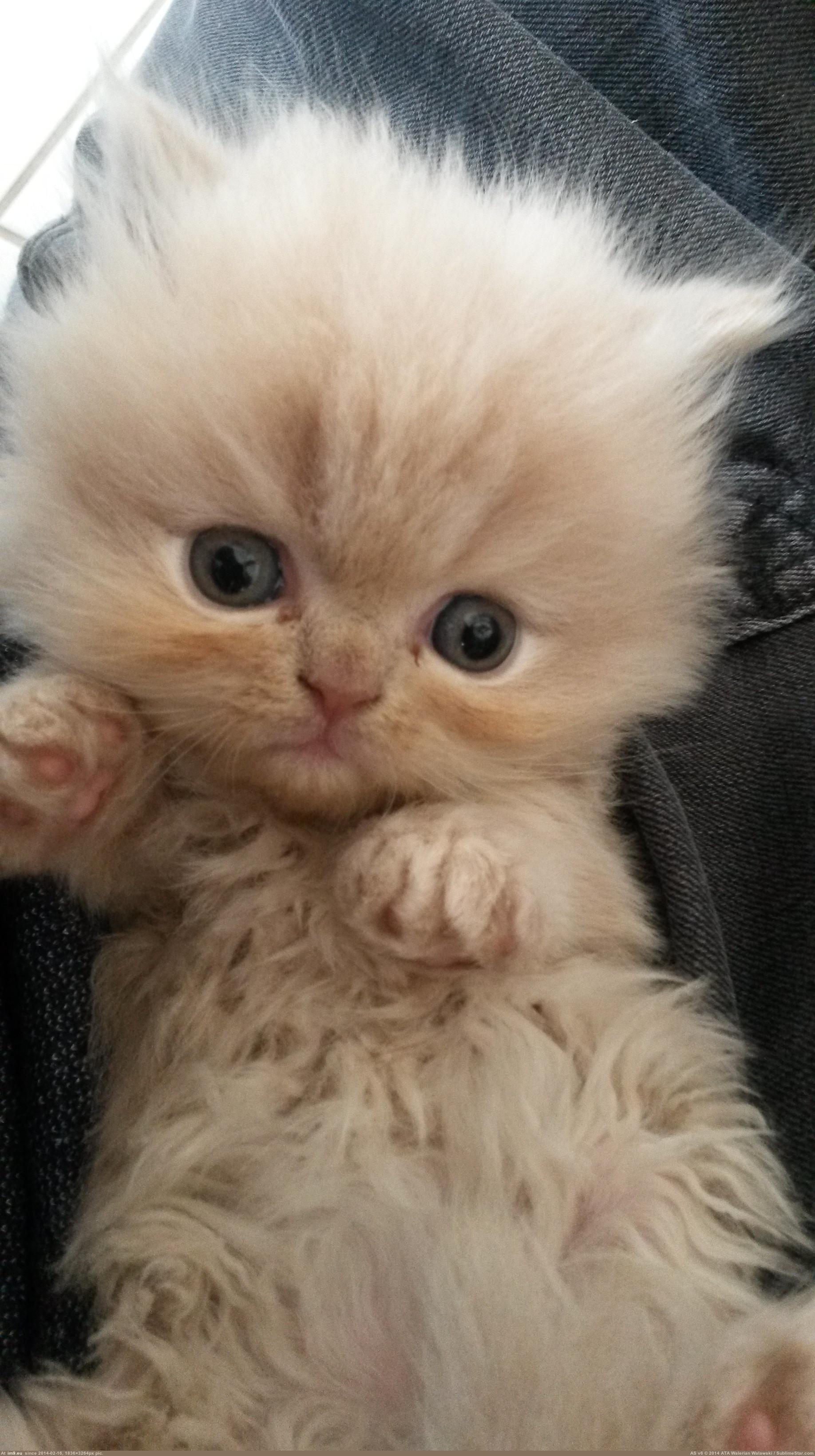 Котики смешные фото милые
