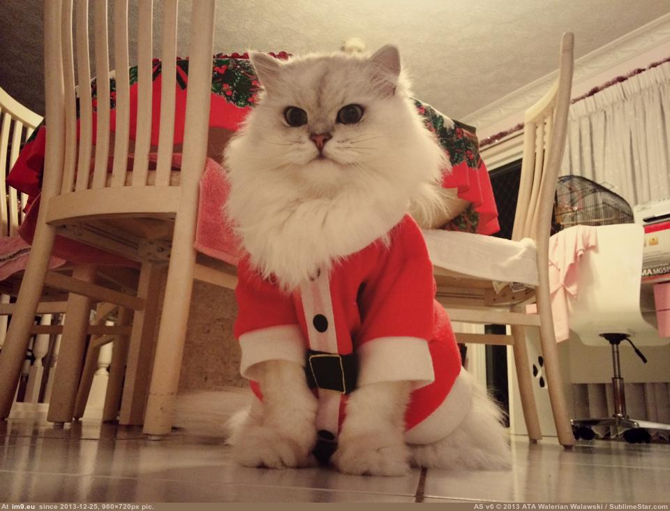 [Aww] I thought the baby-sized Santa suits at work would be perfect for my cat. Look at his little beard. (in My r/AWW favs)