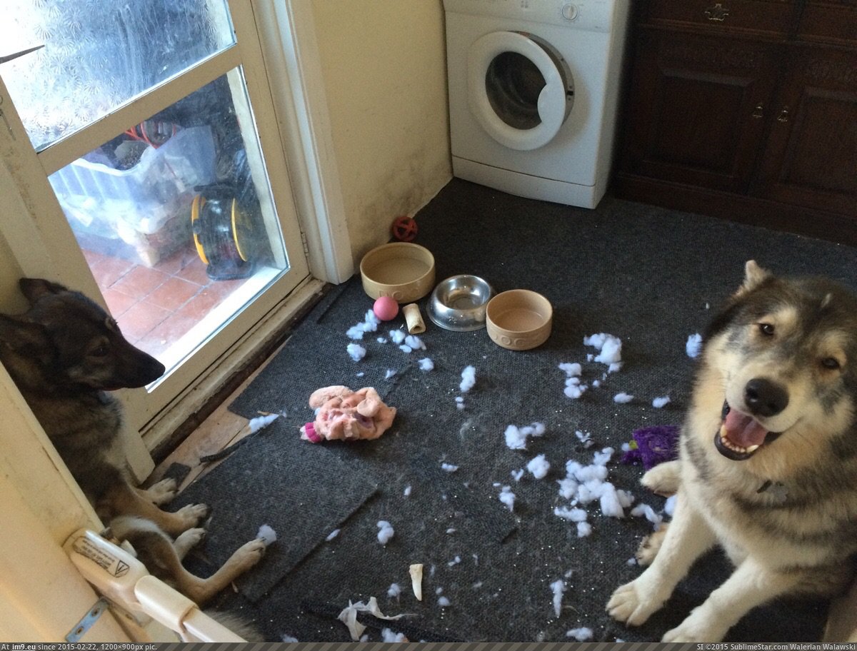 [Aww] I wonder which one of my pups killed the toy? (in My r/AWW favs)
