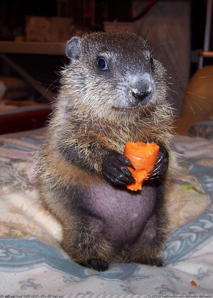 [Aww] In honor of today, here's a baby groundhog (in My r/AWW favs)