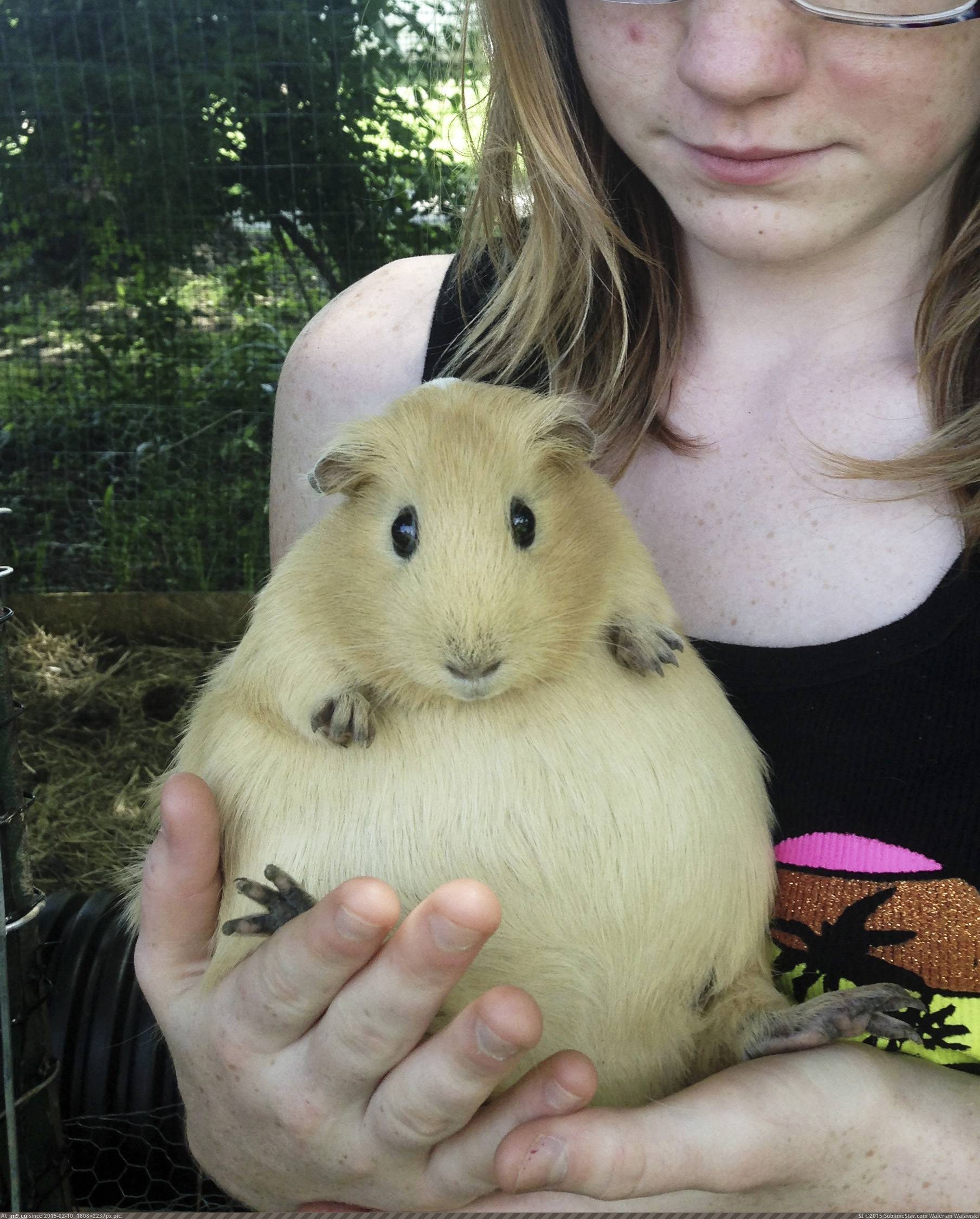 [Aww] Just a Pregnant Guinea Pig (in My r/AWW favs)