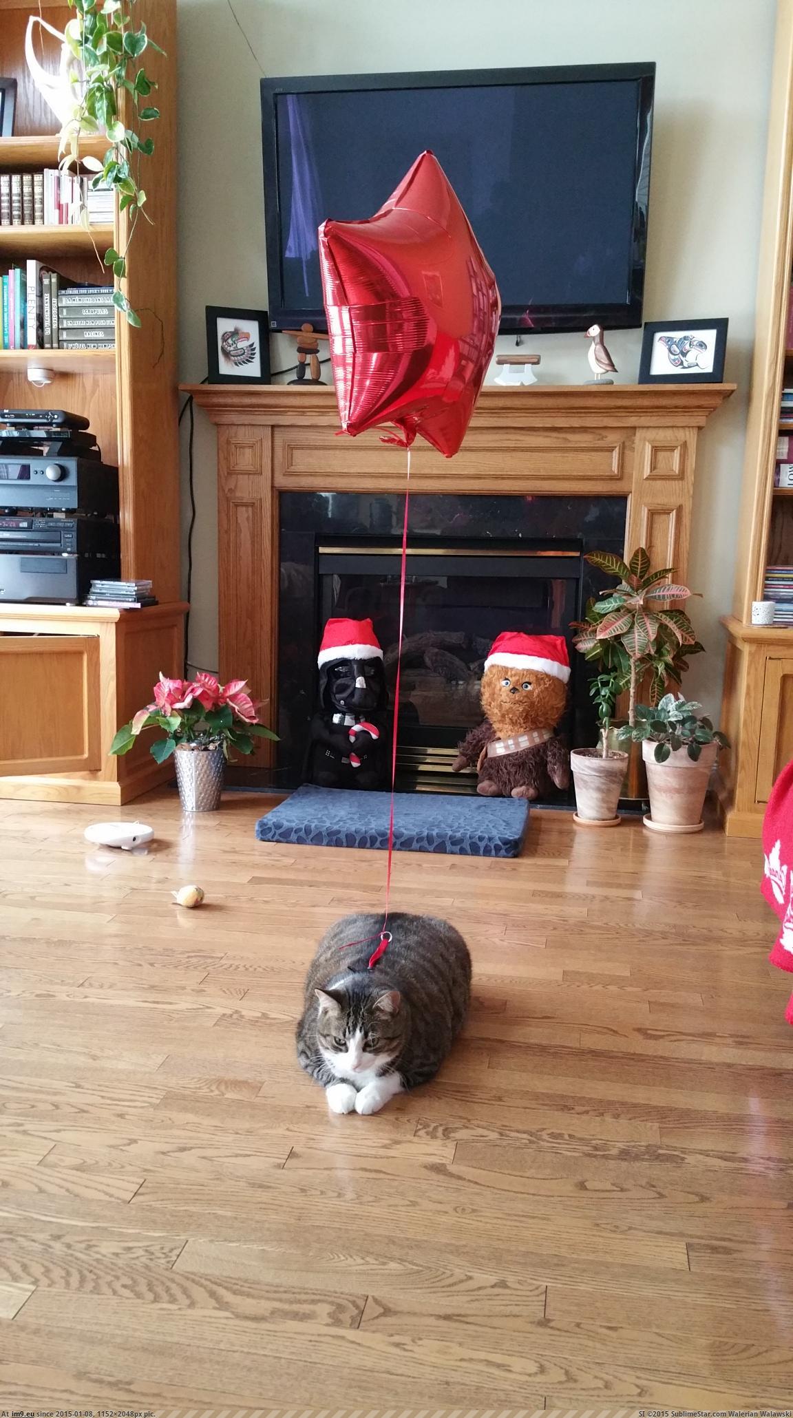 [Aww] Kept losing my cat inside my parents' house during Xmas break so I improvised (in My r/AWW favs)
