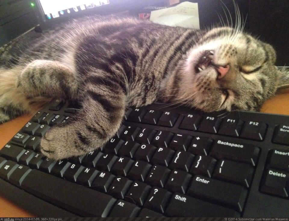 Включи котики устали громкость. Уставший котик. Кот на клавиатуре. Кот с ноутбуком.