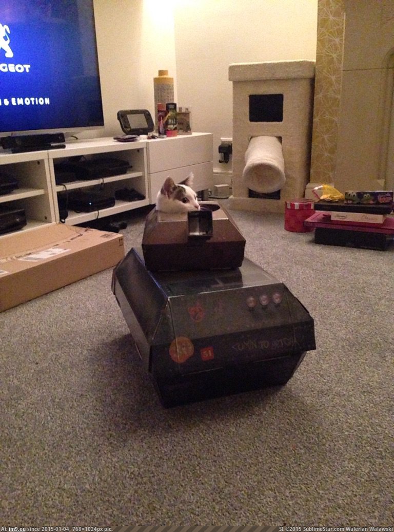 [Aww] My cat in a cardboard tank, she's not left it for an hour (in My r/AWW favs)