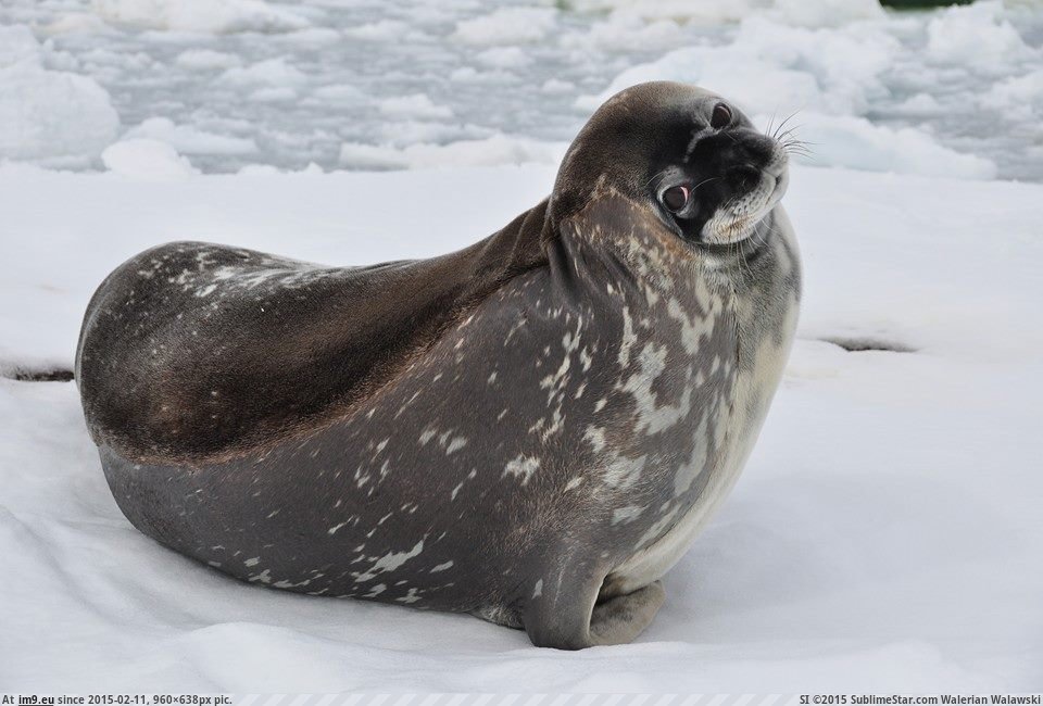 [Aww] My friend is maritime captain aboard the Antarctica Research Vessel Laurence M. Gould. He has cute friends. (in My r/AWW favs)
