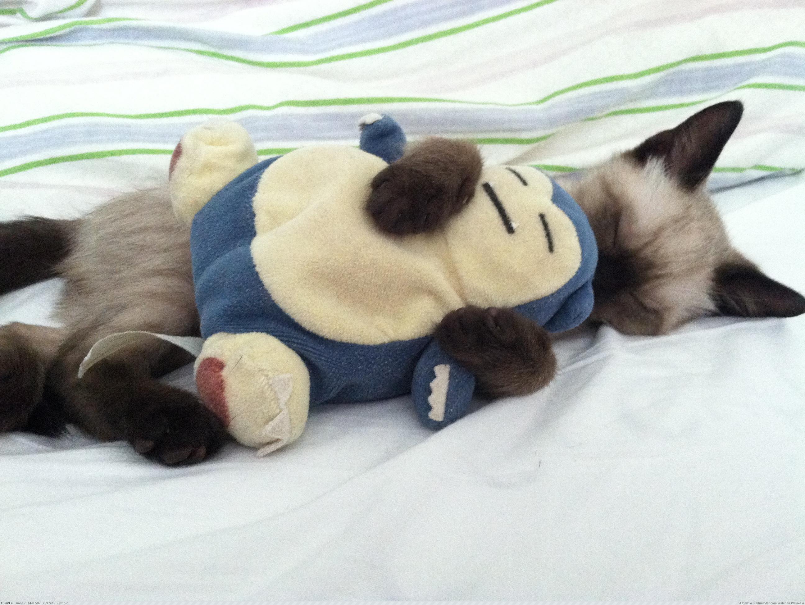 Спать игрушки одеяло. Милые спящие животные. Спящие котики. Спящий котик игрушка.