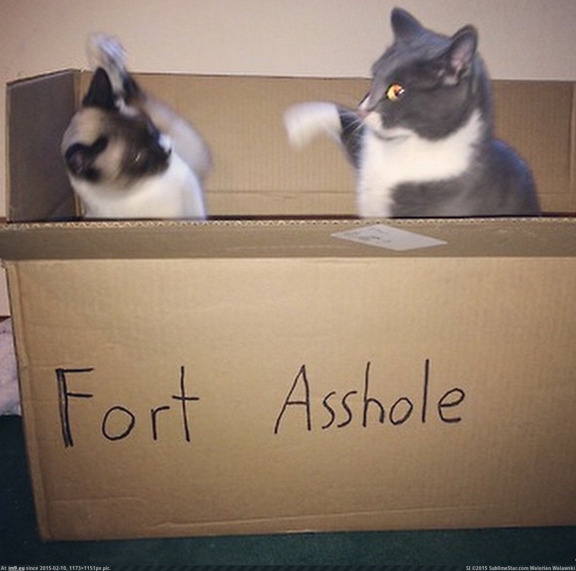 [Aww] Nothing like a cat fight in Fort Asshole (in My r/AWW favs)