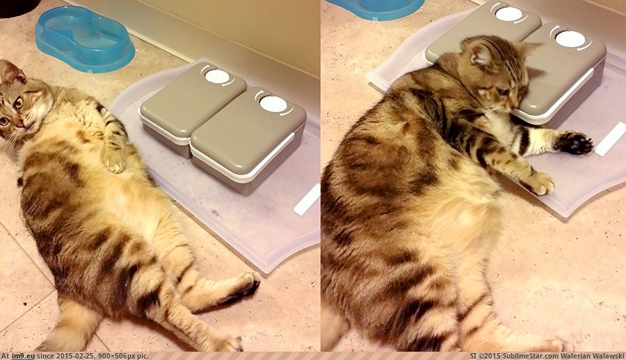 [Aww] Put my fat cat on a diet and bought a feeder with a timer. Now this is how he waits patiently for dinner. (in My r/AWW favs)