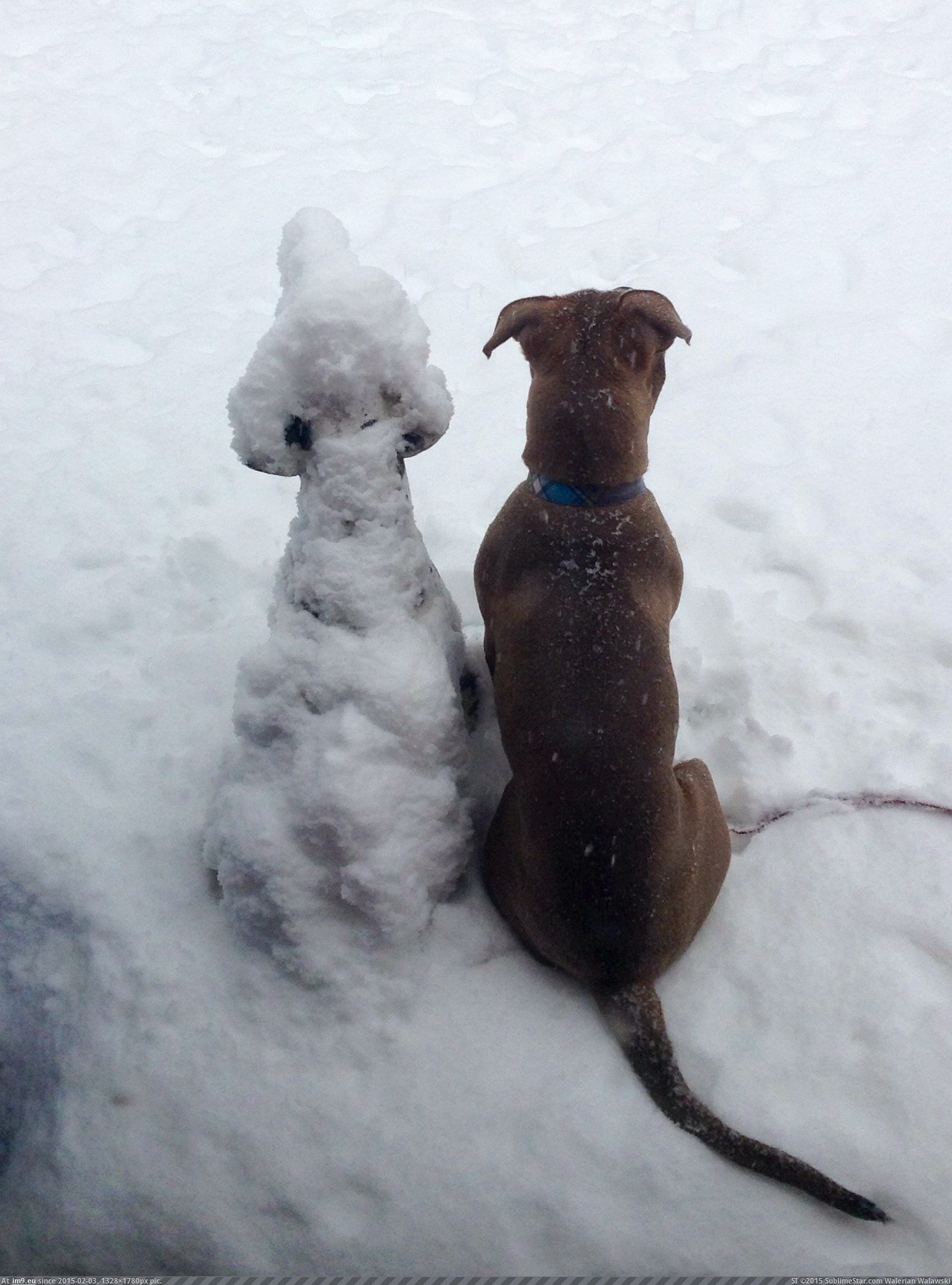[Aww] She always stands by the dog statue in our backyard. Yesterday she kept it company during the storm. (in My r/AWW favs)