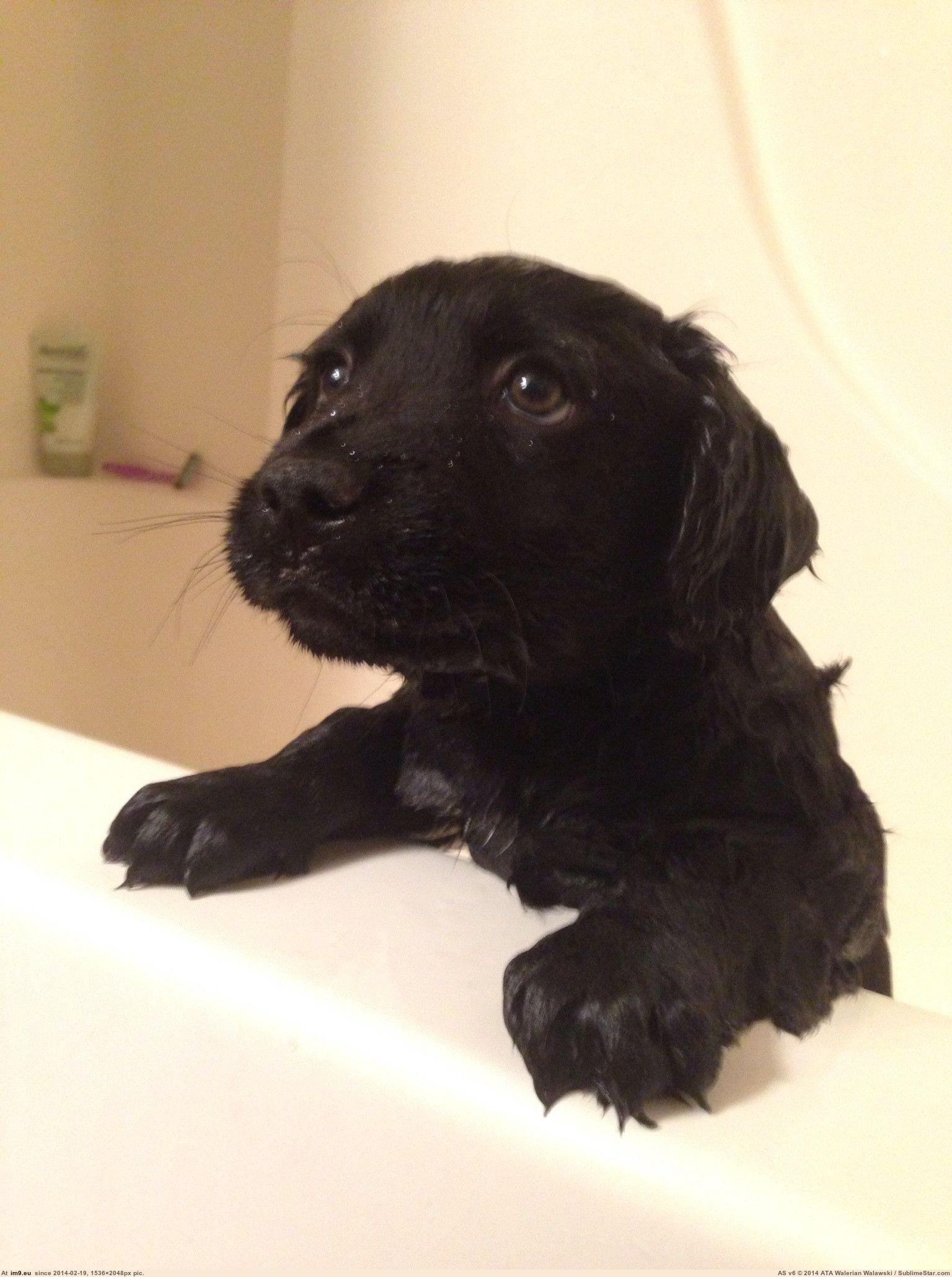 [Aww] SO and I got to take care of a two puppies for a few weeks. Bear, wasn't the biggest fan of bath time. (in My r/AWW favs)