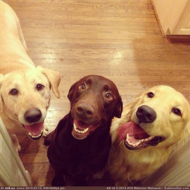 [Aww] The 3 Musketeers. :) (in My r/AWW favs)